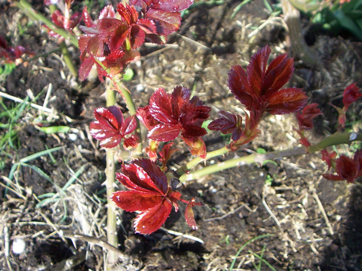 Chavaroche Blumen 2716